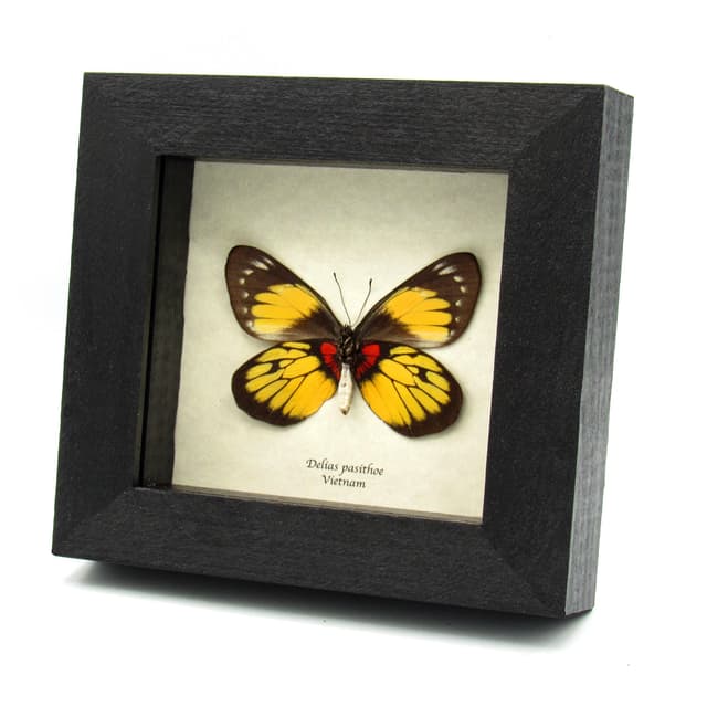 Real yellow Delias butterfly framed taxidermy - Delias pasithoe - female