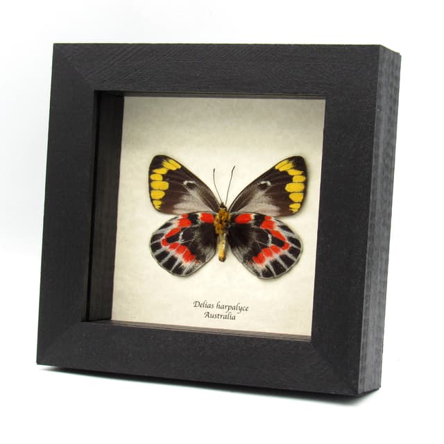 Rare Australian Imperial White butterfly framed specimen - Delias harpalyce - female