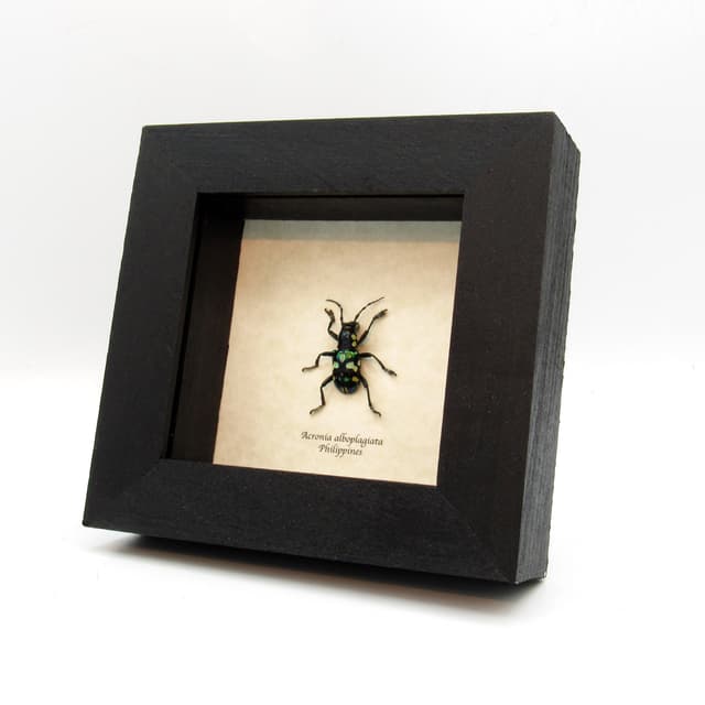 Real iridescent green Longhorn beetle framed taxidermy - Acronia alboplagiata