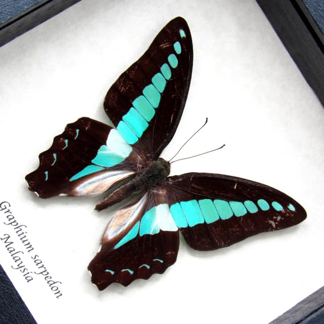 Real Bluebottle butterfly framed taxidermy - Graphium sarpedon