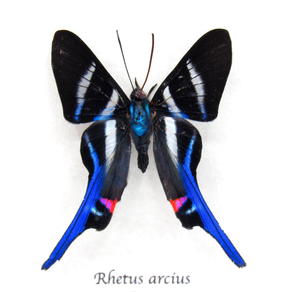 Real tiny Metalmark butterfly framed taxidermy - Rhetus arcius