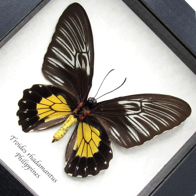 Large yellow Birdwing butterfly framed taxidermy - Troides rhadamantus - female