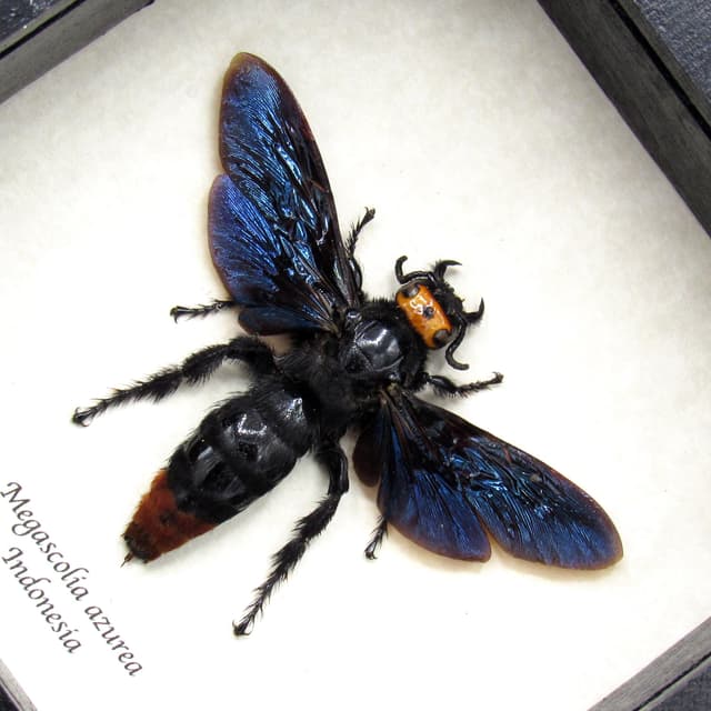 Real Giant wasp framed - Megascolia azurea - female