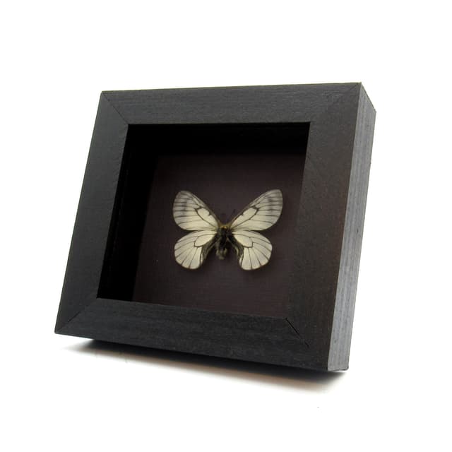 Real Siberian Snow butterfly framed taxidermy - Parnassius stubbendorfi
