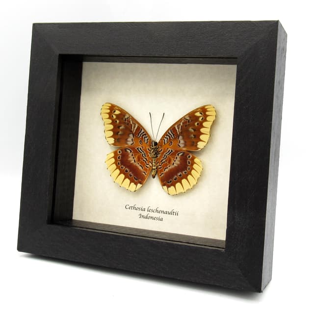 Rare Lacewing butterfly framed taxidermy - Cethosia leschenaultii - large female