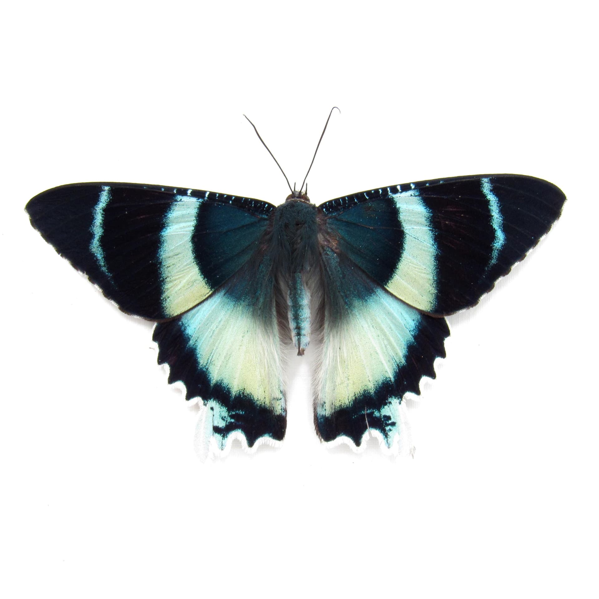 Real blue moth framed taxidermy - Alcides agathyrsus - Victorian mount - special color form - 2