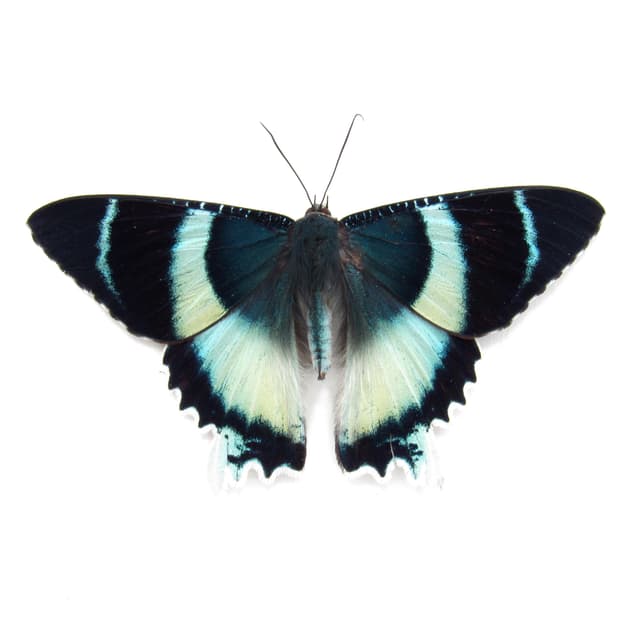 Real blue moth framed taxidermy - Alcides agathyrsus - Victorian mount - special color form - 2