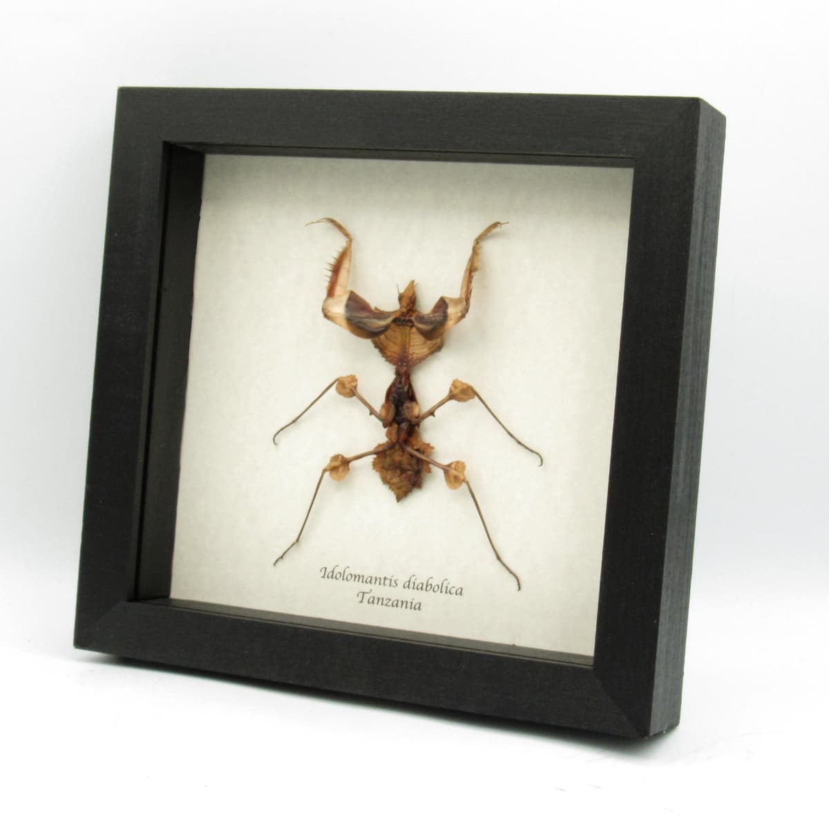Real Devils Flower Mantis framed taxidermy - Idolomantis diabolica - large nymph