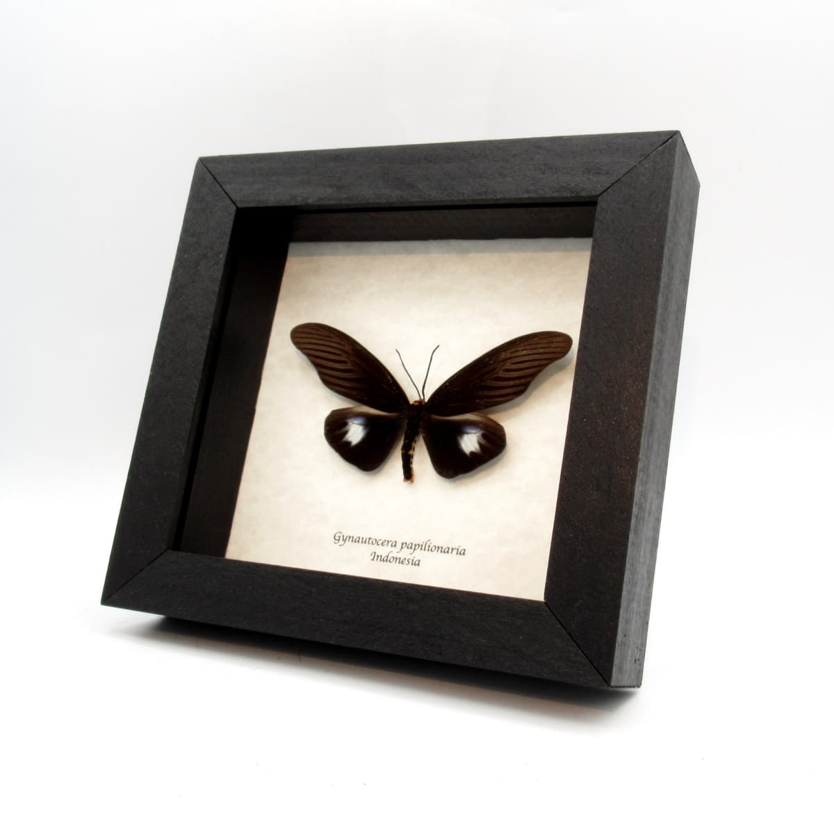 Real black Zygaenid moth framed taxidermy - Gynautocera papillonaria