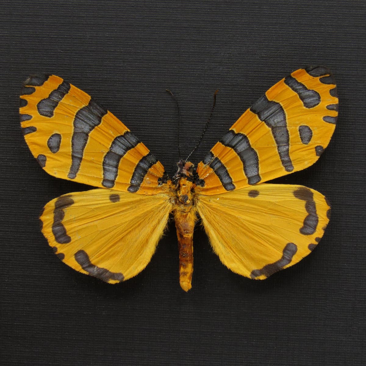 Rare framed taxidermy Tiger Moth - Amphicallia bellatrix