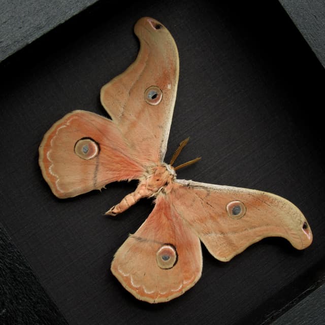 Rare Mexican Silk moth framed taxidermy - Copaxa parvohidalgensis