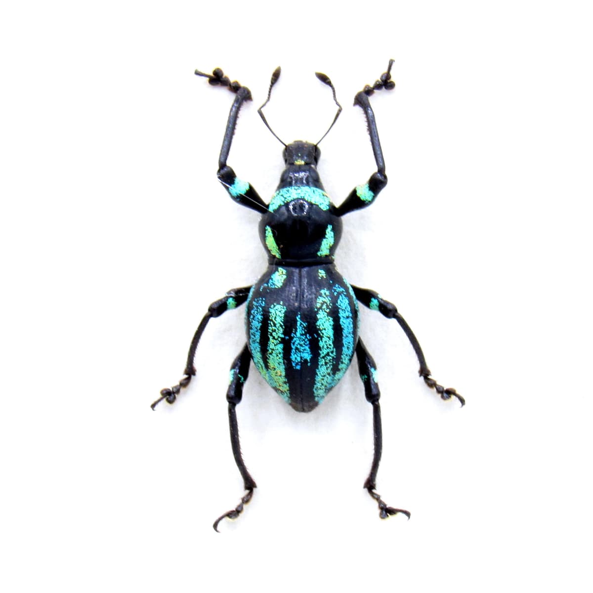 Real weevil beetle framed specimen - Metapocyrtus species
