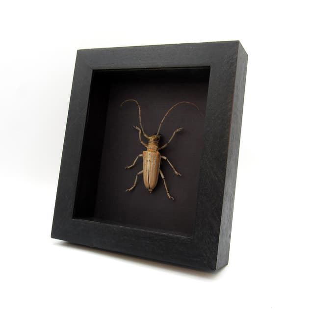 Rare Longhorn beetle framed taxidermy - Rosenbergia weiskei