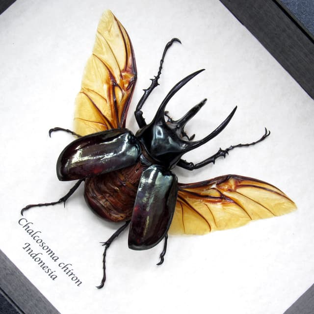 Large Rhinoceros beetle framed taxidermy - Chalcosoma chiron