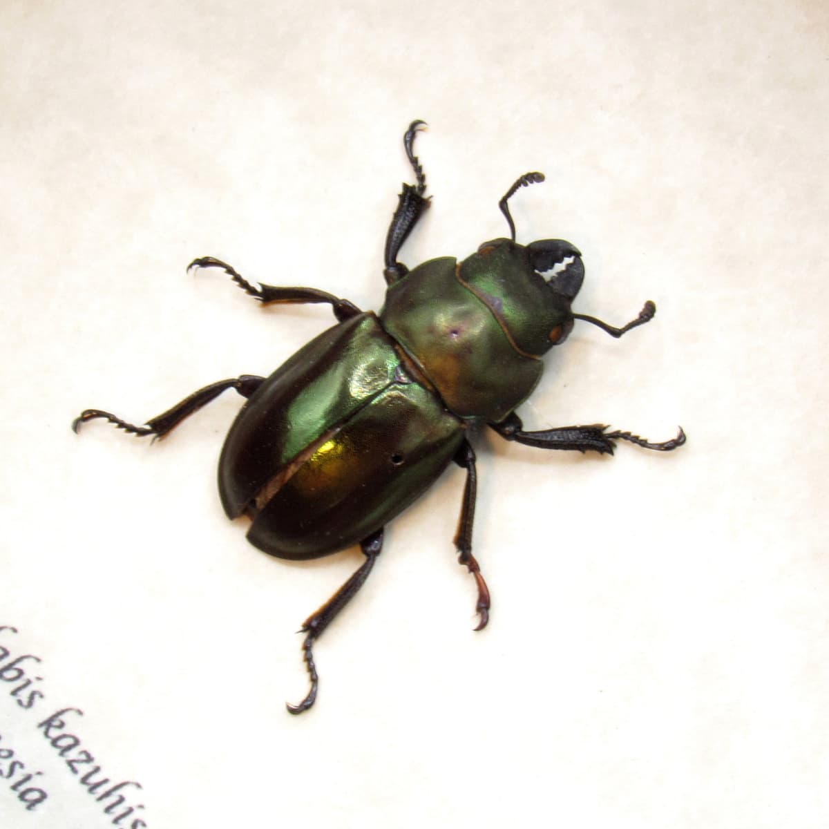 Real Stag beetle framed taxidermy - Odontolabis kazuhisai
