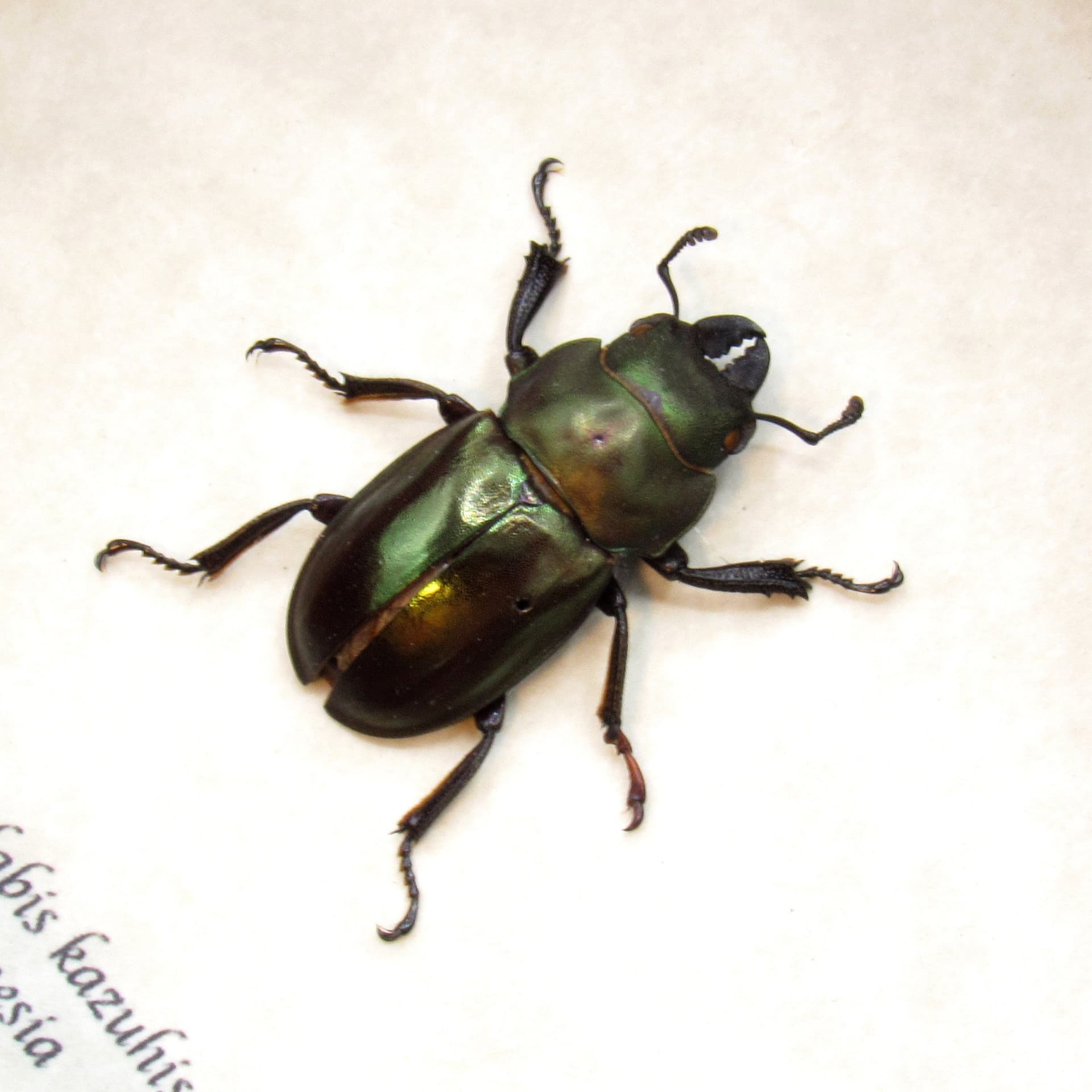 Real Stag beetle framed taxidermy - Odontolabis kazuhisai