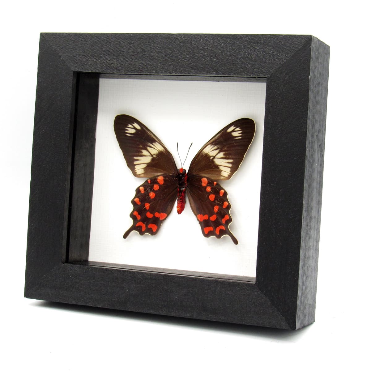 Rare red butterfly framed taxidermy - Pachliopta hector