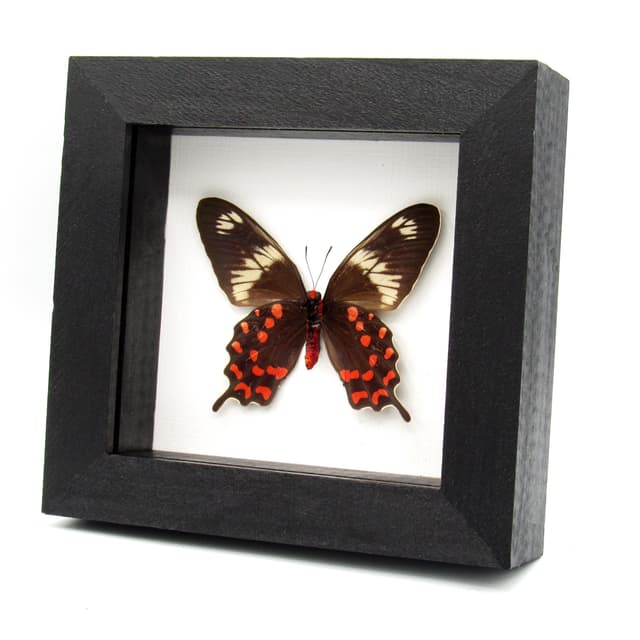Rare red butterfly framed taxidermy - Pachliopta hector