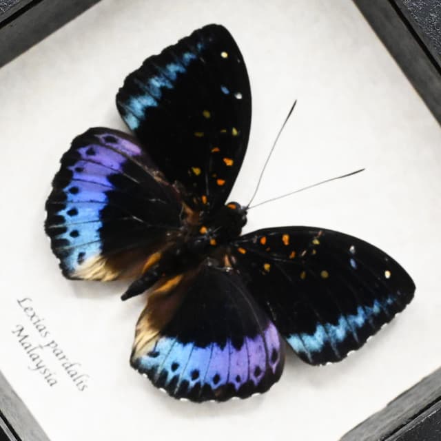 Real purple metallic butterfly framed taxidermy - Lexias pardalis