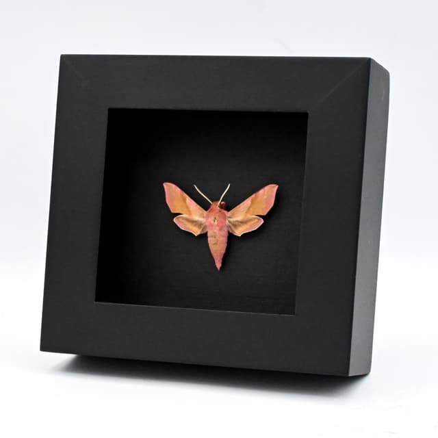 Real pink Elephant Hawk-moth framed taxidermy - Deilephilia porcellus