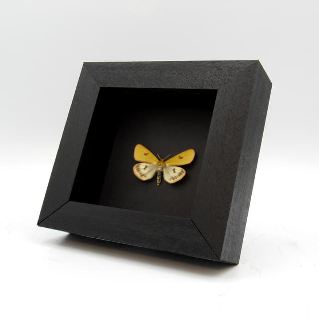 Real Clouded Buff moth framed taxidermy - Diacrisia sannio