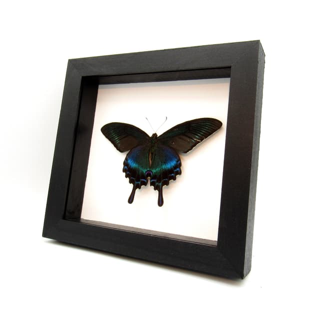 Real large Alpine Black Swallowtail framed taxidermy - Papilio maackii - Victorian mount