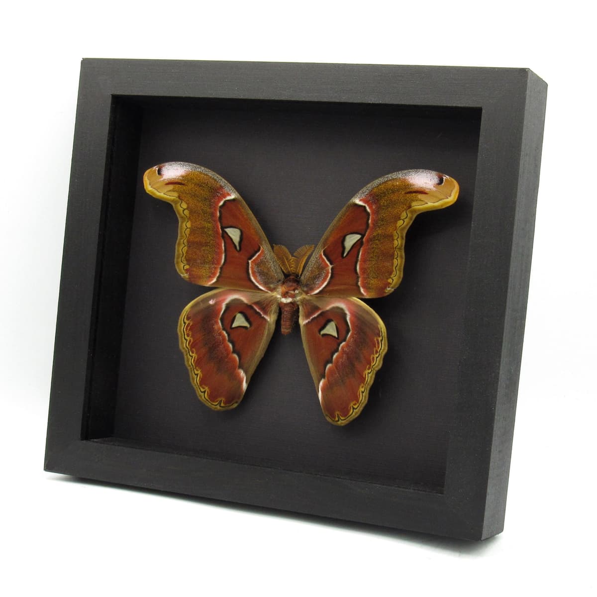 Real Giant Atlas moth framed specimen- Attacus atlas