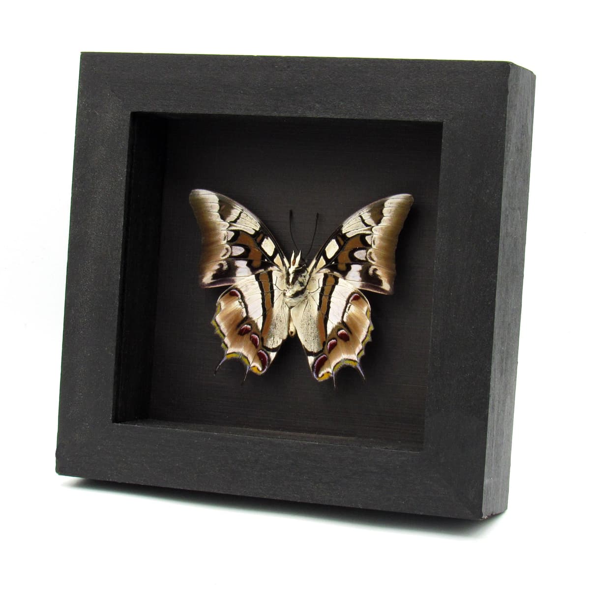 Real Sulawesi Blue Nawab butterfly framed taxidermy - Polyura cognatus - large female