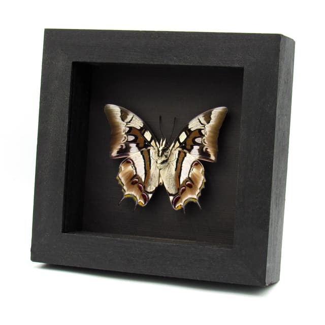 Real Sulawesi Blue Nawab butterfly framed taxidermy - Polyura cognatus - large female