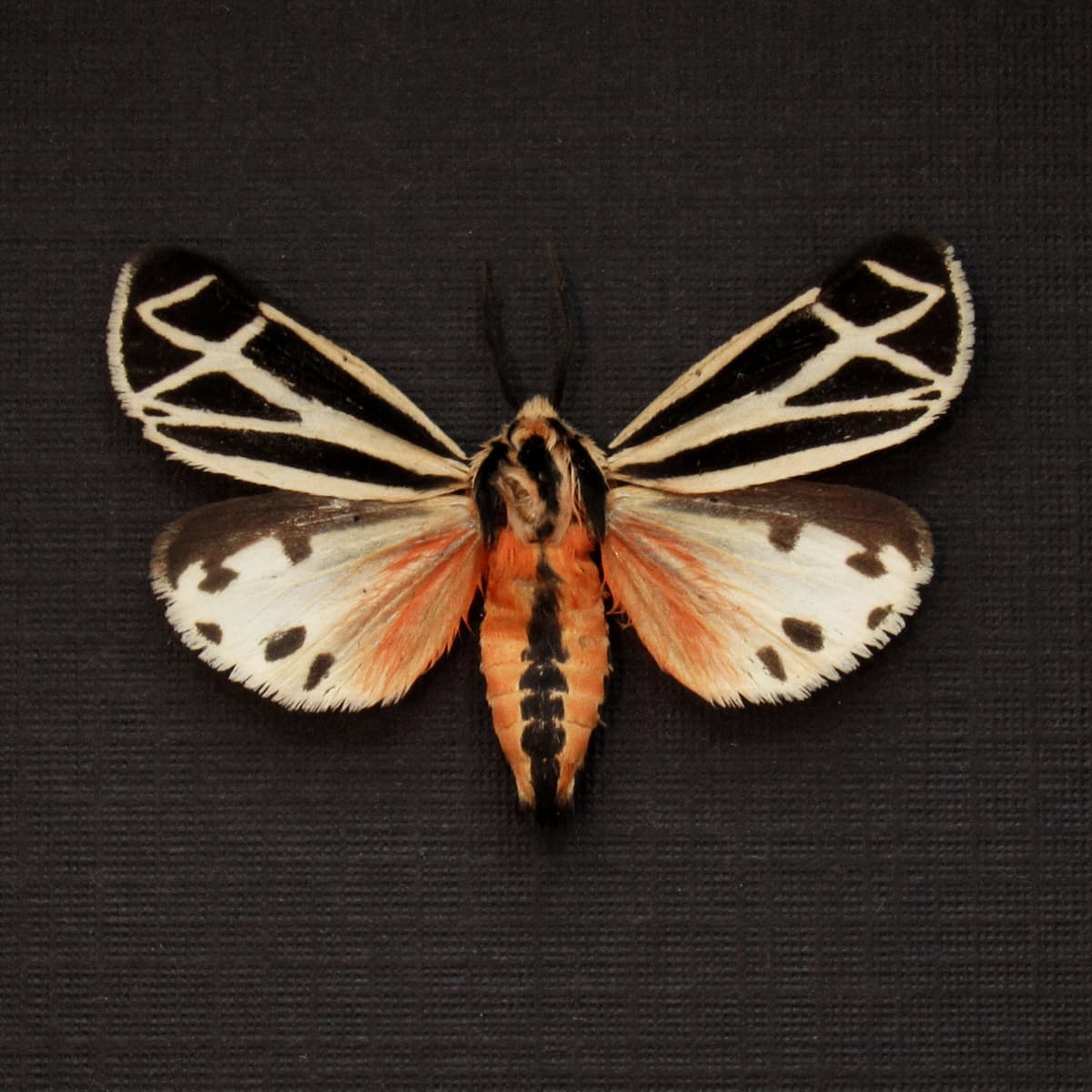 Real Phyllira Tiger moth framed taxidermy - Grammia phyllira