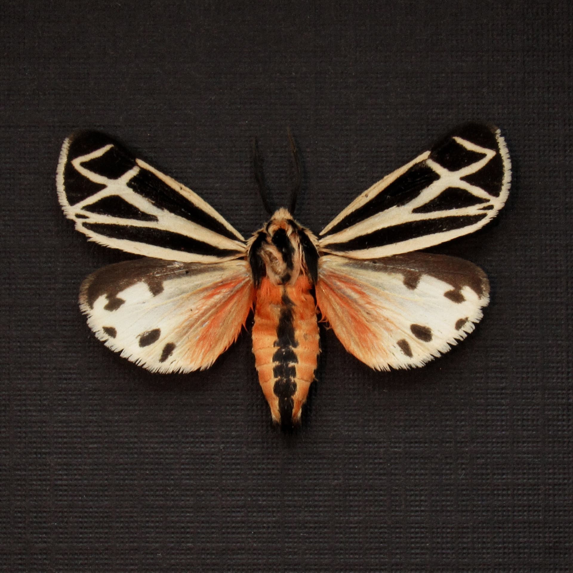 Real Phyllira Tiger moth framed taxidermy - Grammia phyllira