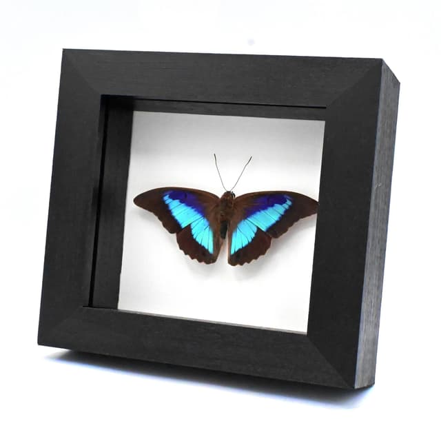 Real purple and blue iridescent framed taxidermy butterfly- Prepona omphale - Victorian mount