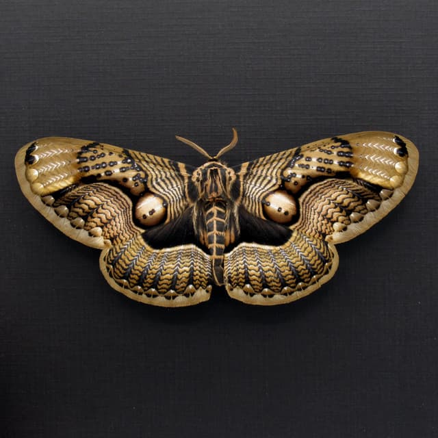 Large Brahmin moth framed taxidermy - Brahmaea wallichii - female - Victorian mount