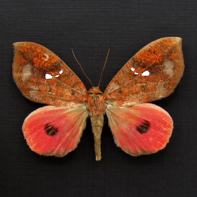 Rare hot pink fruit sucking moth framed taxidermy - Miniodes maculifera - female