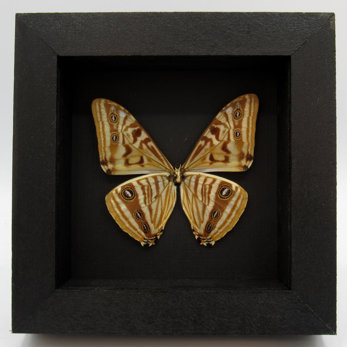 Real golden butterfly framed taxidermy - Morpho zephyritis