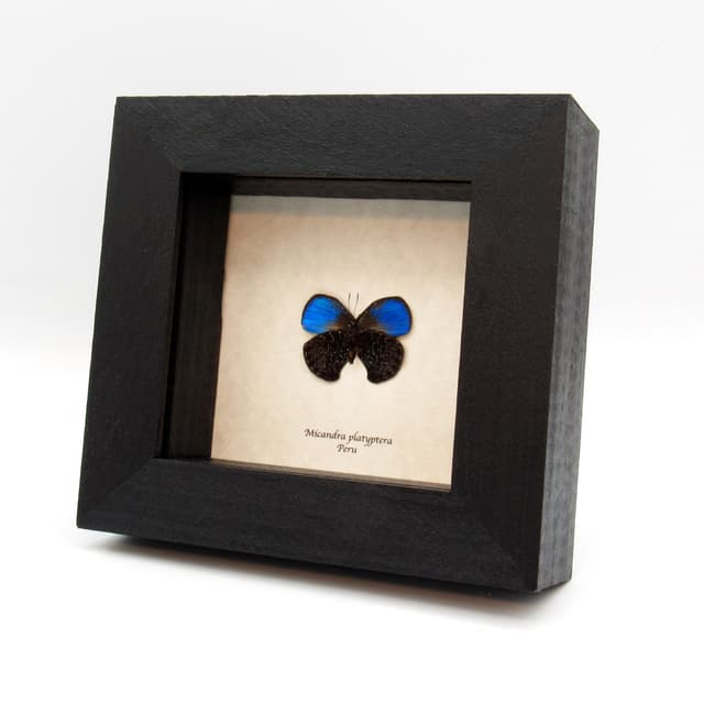 Rare blue Metalmark butterfly framed taxidermy - Micandra platyptera