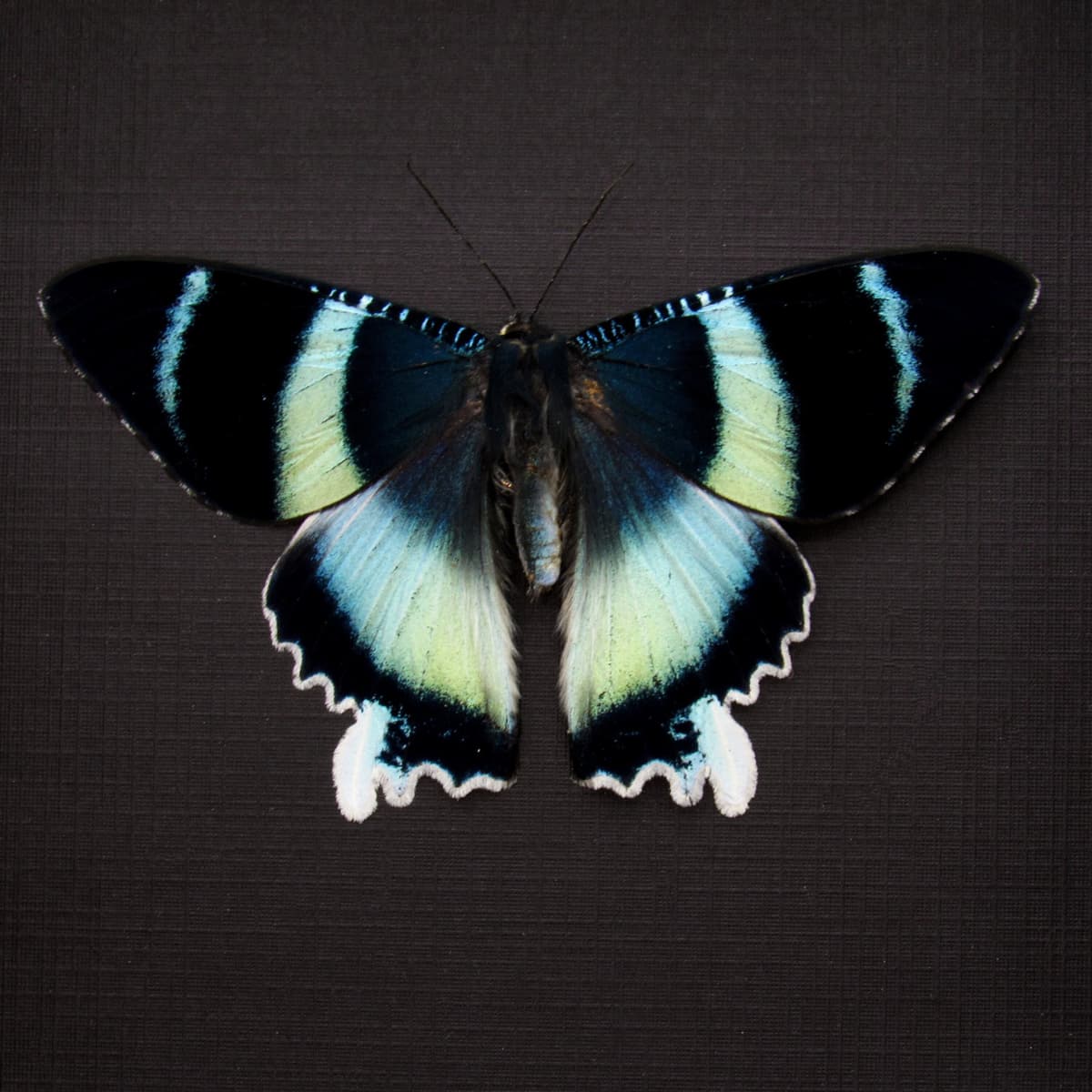 Real blue moth framed taxidermy - Alcides agathyrsus - Victorian mount - special color form