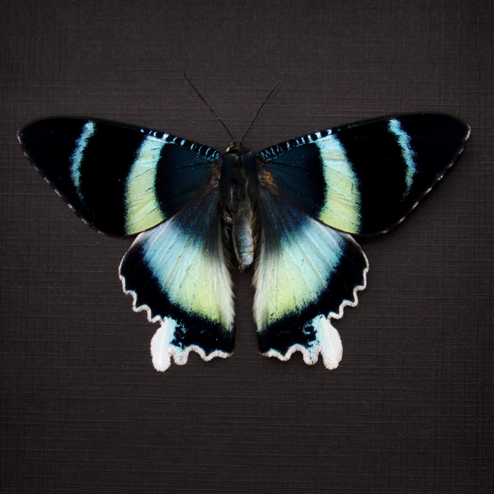 Real blue moth framed taxidermy - Alcides agathyrsus - Victorian mount - special color form