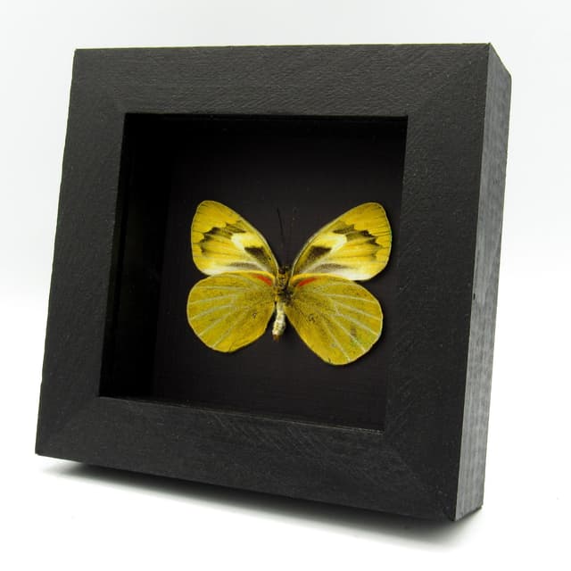 Real Chartreuse Delias butterfly framed taxidermy - Delias levicki