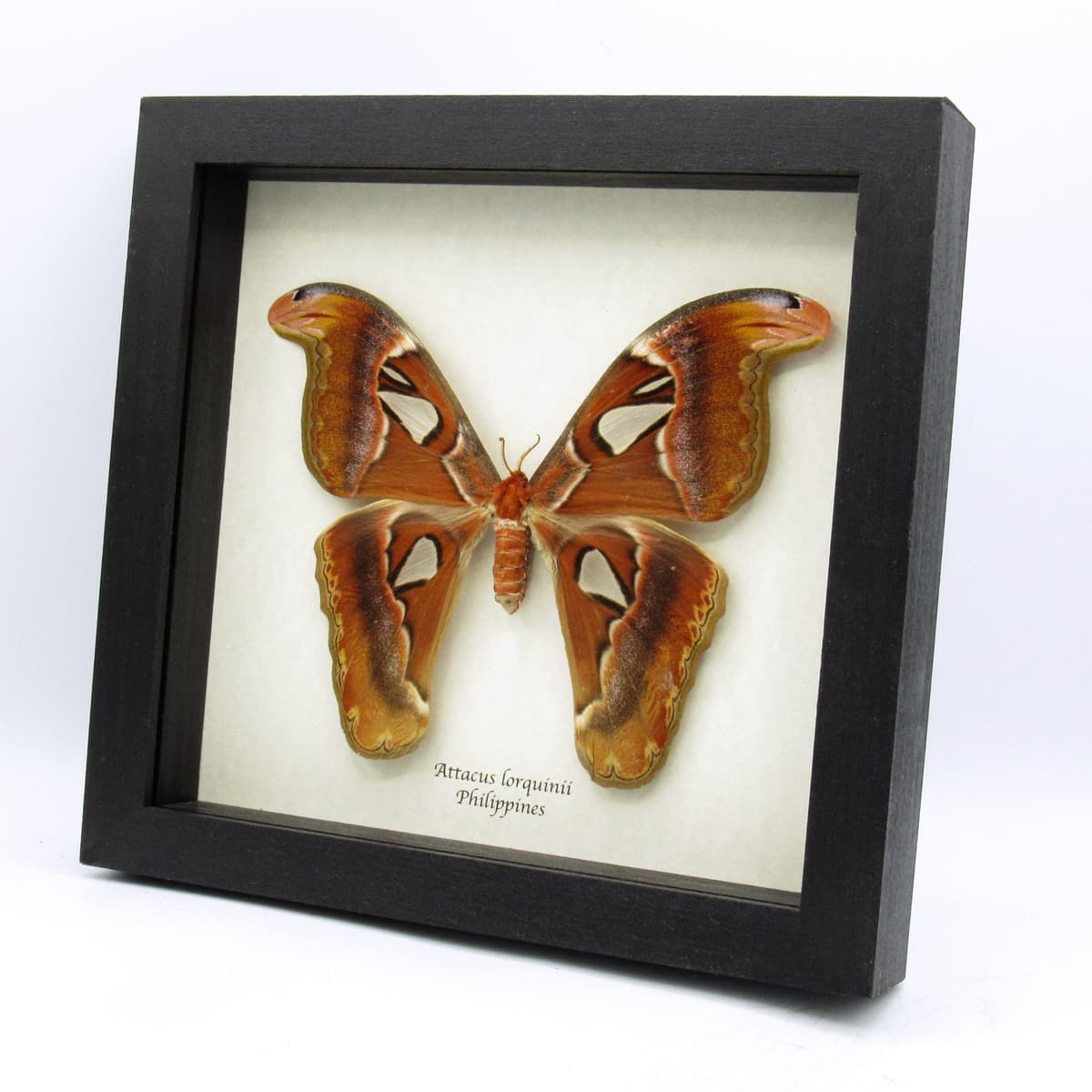 Real Giant Atlas moth framed taxidermy - Attacus lorquinii - female