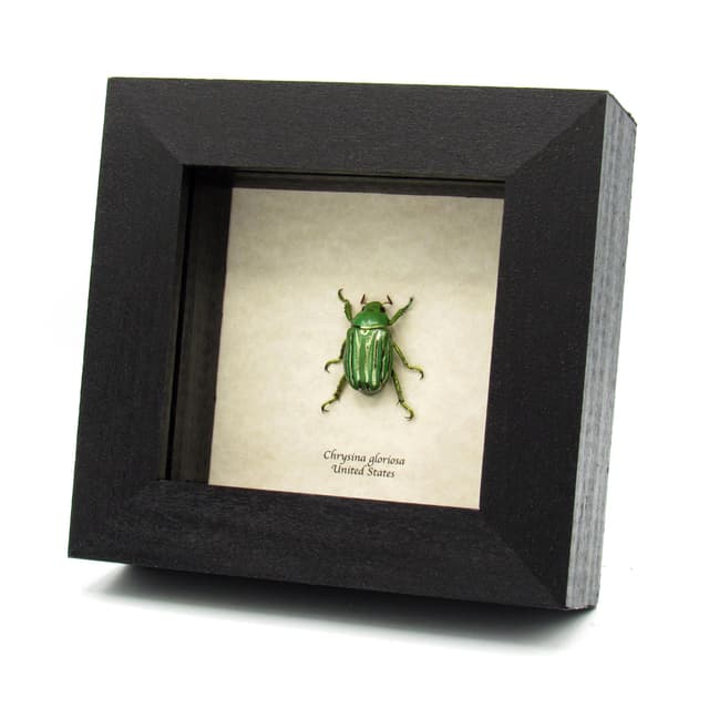 Real metallic gold Jewel beetle framed taxidermy - Chrysina gloriosa