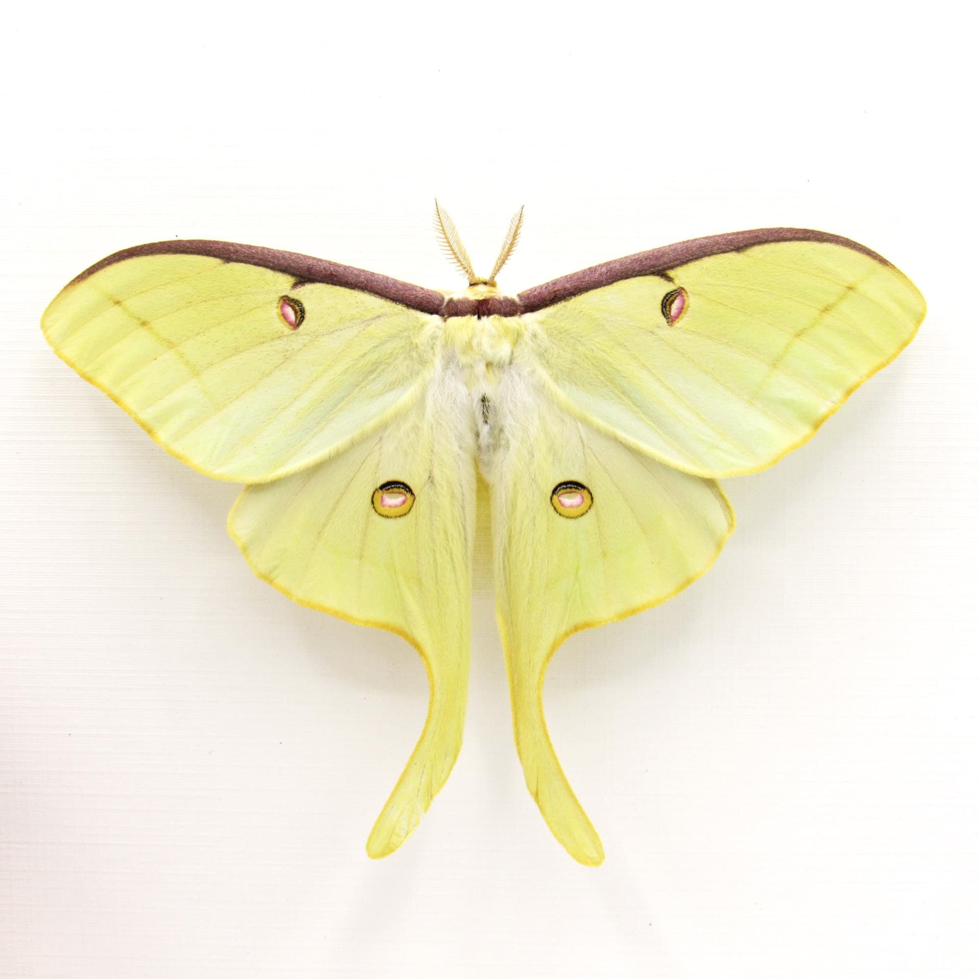 Real XL Luna Moon Moth framed taxidermy - Actias luna - Victorian mount