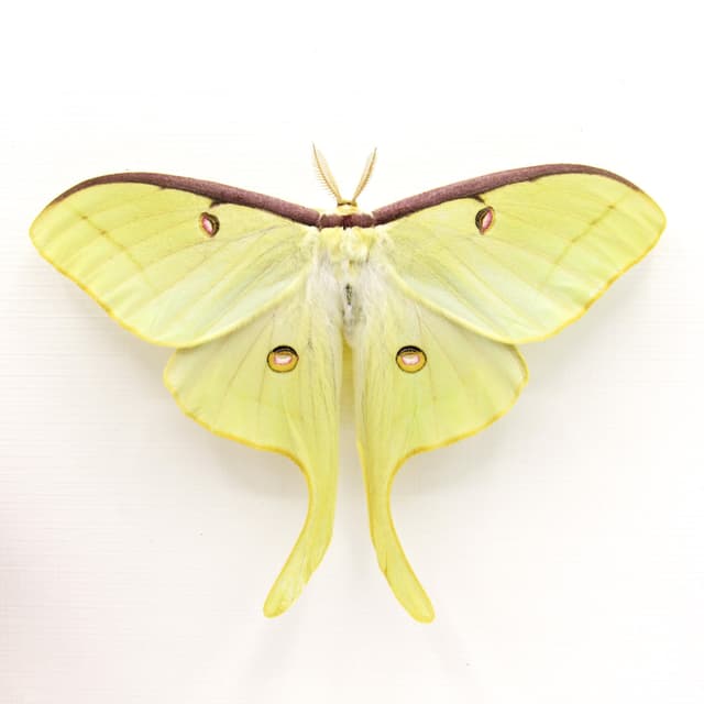 Real XL Luna Moon Moth framed taxidermy - Actias luna - Victorian mount