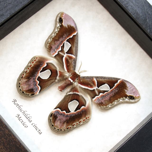 Real Saturn moth framed taxidermy - Rothschildia cincta