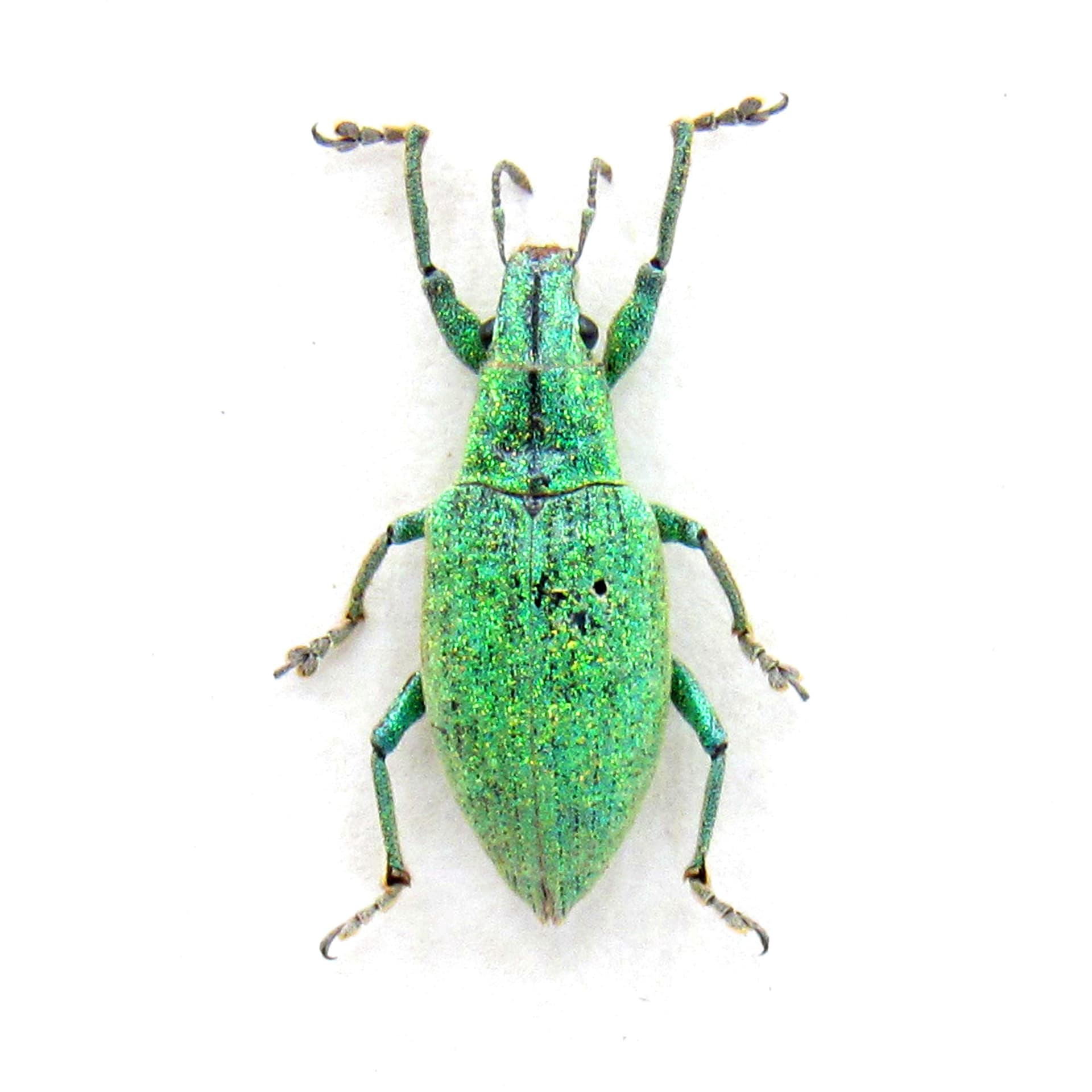 Real tiny glitter Gold Dust Weevil framed taxidermy - Hypomeces squamosus