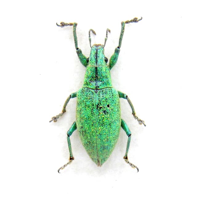 Real tiny glitter Gold Dust Weevil framed taxidermy - Hypomeces squamosus