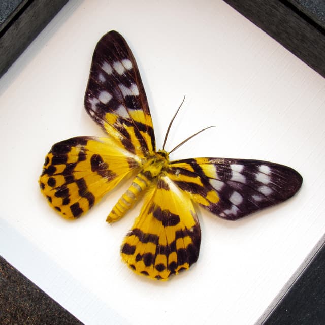Real yellow day moth framed taxidermy - Dysphania subrepleta