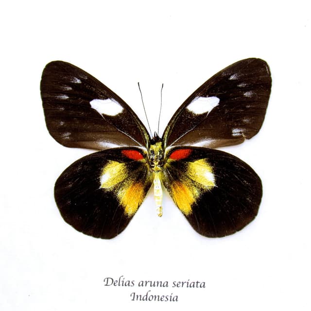 Rare Black Delias butterfly framed taxidermy - Delias aruna seriata - female