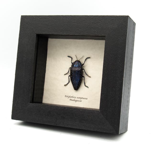 Real hairy purple beetle framed taxidermy - Polybothris sumptuosa