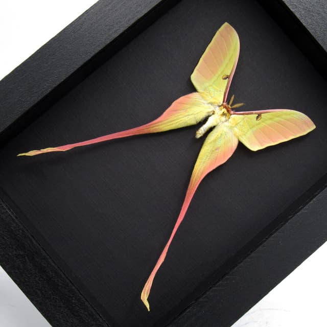 Rare pink Chinese Moon Moth framed taxidermy - Actias dubernardi